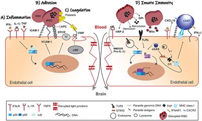 Brain Endothelium: The “Innate Immunity Response Hypothesis” in Cerebral Malaria Pathogenesis